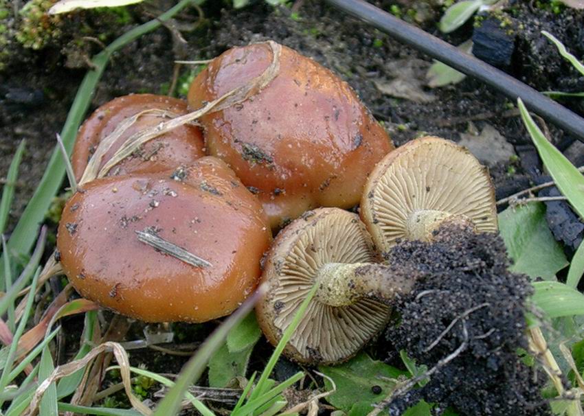 603 Marzo vecchio ritrovamento